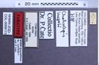 Etiketten zu Chalcolepis similis (NHMW-ZOO-COL-0008173)